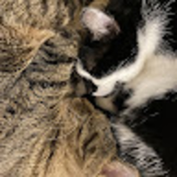 Meet your Posher, Sophia - Picture 1 of 1